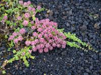 Blumenpolster im Lavakies